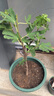 营养土养花种菜土壤有机兰花多肉植物盆栽种植椰砖土通用型 有机营养土5斤【园艺师专研配方 实拍图