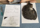 拉小妃（DLafettee）猫粮L51全价无谷全期赛级冻干猫粮牛鸡肉低温烘焙猫粮七种肉配方 入会专享猫试吃50g*10 实拍图