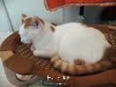 喵仙儿猫窝宠物床椭圆凉席透气猫吊床猫狗行军床四季通用猫咪用品 实拍图