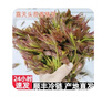 农大姐妹香椿 香椿芽新鲜露天香椿芽叶 山东露天红油香椿  季节原因偏绿 现摘嫩芽2斤（顺丰冷链） 实拍图