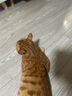 网易严选猫湿粮宠物零食浓汤大口肉罐头 鸡肉+三文鱼85g*6罐 实拍图