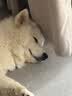 网易天成狗粮 天成鲜肉无谷全价三拼冻干狗粮金毛泰迪全阶段肉松狗粮 【升级款】10kg(2.5kg*4) 实拍图