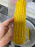 十月稻田 黄糯玉米 3.52斤(220g*8根) 东北甜黏玉米棒 早餐苞米 真空包装 实拍图