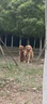 耐吉斯冻干生骨肉狗粮12kg酶解鲜肉成犬幼犬全阶段犬粮鸭肉梨狗粮 实拍图