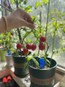 润本植物精油贴防护贴60片×2袋儿童成人户外植物精油贴彩色版 实拍图