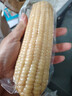 京鲜生 东北白糯玉米230g*8棒 新鲜甜糯玉米棒真空包装粘玉米 源头直发 实拍图