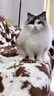 领先猫主食罐头猫咪零食湿粮全价猫粮礼盒装混合口味85g*30罐 实拍图