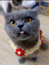 皇家皇家室内成猫粮 I27 通用粮 12月以上 2KG 实拍图