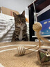 珍宠星球剑麻猫抓板耐磨不掉屑耐抓全剑麻猫爪板猫窝一体猫咪磨爪板超大号 实拍图