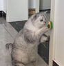 欢宠网 猫薄荷球猫玩具猫咪旋转舔舔乐猫猫木天蓼猫草粉猫零食逗猫棒磨牙耐啃咬糖宠物用品 实拍图