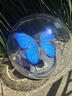 大蓝闪蝶标本【真蝴蝶标本】稀有进口天堂凤蝶摆件 大蓝闪蝶 球型摆件 实拍图