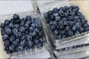 山姆大叔 辽宁丹东花香蓝莓【顺丰-多地次日达】新鲜水果礼盒送礼物品 【80%选择】精品果丨单果15-18mm 125g*4盒【爽吃-较划算】净400g 实拍图