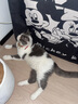 萌宠兄弟宠物猫咪狗狗泪痕去除液毛发氧化变色修护凝胶去黄红毛赠清洁湿巾 实拍图