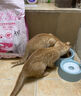 奥丁（ODIN）猫粮 鲜肉美毛 幼猫成猫美短英短蓝猫暹罗猫 鱼肉味天然猫粮2kg 实拍图