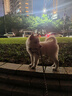 贝初众狗围栏室内宠物围栏狗笼子狗栅栏狗笼小中大型犬猫围栏狗笼折叠 120*60*60cm【适合中小型犬】 【6片】自由拼接组合围栏 加粗加密框架/无惧啃咬 实拍图