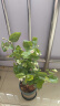 重瓣茉莉花盆栽浓香型南方四季开花带盆驱蚊绿植花卉室内阳台庭院 茉莉4~5棵【加仑盆】 实拍图