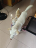 麦富迪狗粮 藻趣儿2.5kg 幼犬中大型小型犬通用（牛肉螺旋藻）金毛泰迪 实拍图