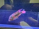 BIOZYM百因美鱼缸硝化细菌净水除腥臭活性消化细菌水族养鱼用品非鱼药 实拍图