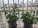 好利特绿大生80%代森锰锌果树蔬菜番茄樱桃早疫褐斑树脂病炭疽杀菌剂 晒单实拍图