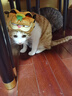 冠能猫粮成猫猫粮三文鱼味7kg 全价猫粮 稳固免疫 适口性强 实拍图