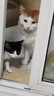 猫乐适全价猫粮CF4 猫粮10kg 成猫幼猫猫粮全阶段通用 无谷多肉增肥发腮 全价全期猫粮10kg 实拍图