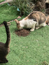 迈路士猫粮牛肉味鱼肉味成猫幼猫通用型全价猫粮营养均衡增肥长肉天然粮 鱼肉味纯主粮（不含冻干） 5斤 实拍图