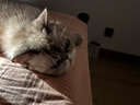 猫罐头主食罐 barf霸弗全价主食罐幼猫专用85g*24鲜鸡肉呵护泌尿 实拍图