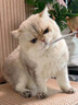 KONOKO去泪痕湿巾宠物猫咪狗狗泪痕湿纸巾比熊泰迪擦眼睛湿巾纸眼部清洁 实拍图