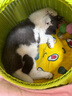 朗诺 RANOVA 猫零食冻干棒棒糖3支装（麦苗/南瓜/蔓越莓） 实拍图