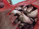 久岩 新关东鱼钩成品绑好子线双钩套装黑坑鲫鱼鲤鱼鲢鳙大物无刺鱼钩 50cm新关东无刺钩0.3+0.8钩0.5+1 实拍图