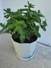 寿禾 花盆加厚绿植发财树种植盆家庭阳台园艺 木里盆中号-浅灰 实拍图