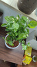 【雅之典】重瓣茉莉花盆栽室内观花植物四季好养带花苞开花不断绿植 茉莉花10-12颗【大号敞口盆】 好养活 实拍图