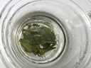 福东海 桑叶茶300克 霜打桑葚叶新鲜霜后冻干老桑树叶冻桑叶干茶叶 实拍图