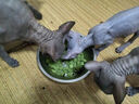 宠非凡猫草冻干猫草粒500g 猫零食冻干鸡肉粒生骨肉毛球克星懒人猫草 实拍图