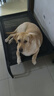 力狼狗粮 全价成犬粮 博美泰迪金毛阿拉斯加边牧大中小犬型粮 【肉粒双拼】通用型犬粮10.5kg 实拍图