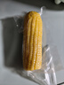 华田禾邦【大棒6根】东北黄糯玉米2.4~3斤 新鲜甜黏玉米粒 早餐苞米 烧烤 实拍图