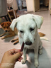 HELLOJOY狗狗零食宠物泰迪金毛幼犬成犬训练奖励 营养牛肉棒2.7斤 实拍图