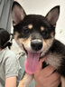 Orijen渴望狗粮 六种鱼 成犬幼犬全价鱼肉美毛进口犬粮2kg效期25/9 实拍图