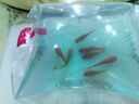 金鱼草金鱼观赏鱼冷水好养耐活小鱼苗锦鲤 2-4cm 红草金买3条送3条（加备损） 实拍图