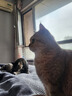 皇家成猫猫粮 肠道舒适 EP42通用粮12月以上10KG 实拍图