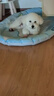 Orijen渴望狗粮 小型犬全期全价小颗粒鸡肉进口犬粮1.8kg效期25/12 实拍图