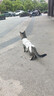 华元宠具（hoopet）猫咪绝育服母猫猫宠物小狗狗手术服透气断奶服公猫防舔术后用衣服 实拍图