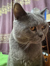 卫仕猫咪综合营养套装 猫多维100g*1+猫力肠100g*1+猫氨100g*1+猫牛100g*1+猫微量100g*1  实拍图