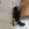 普安特宠物猫咪驱虫药体内外同驱跳蚤犬虱非泼罗尼爱滴克+内驱 实拍图