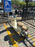 雅迪【北京专享】 Q30电动自行车 新国标智能小型电动车 通勤男女代步车 颜色到店自选 实拍图