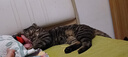 奥丁鲜肉猫粮冻干四拼天然粮成猫幼猫全阶段全价通用猫粮1.5kg 实拍图