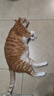 怡亲猫砂膨润土猫砂10kg猫沙20斤除臭豆腐伴侣低粉尘十公斤猫咪用品 原味膨润土猫砂-10kg 实拍图