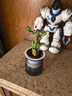 绿有意步步高观音竹富贵荷花竹水养土培盆栽室内桌摆植物吸甲醛水培植物 步步高富贵竹（灰色繁星盆） 含盆 实拍图