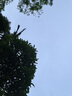HiLEME小型无线摄像头手机远程高清夜视360全景监控器家用4g摄像头室内室外免插电网络家庭电池摄像机 【32G卡】全景画面+wifi远程+高清夜视 实拍图