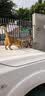 憨仕豆腐猫砂除臭低尘室内天然猫砂快速结团绿茶砂猫咪清洁用品豆腐砂 水蜜桃12L【约8斤】 实拍图